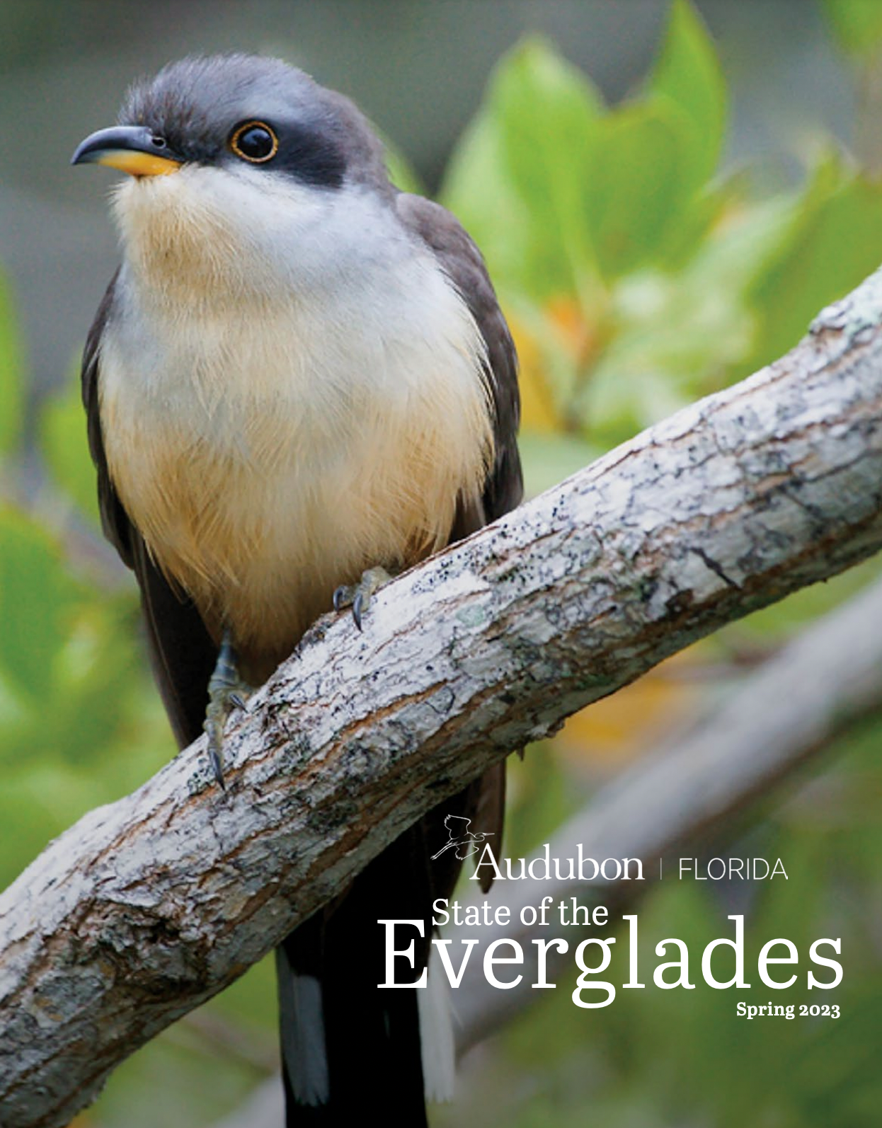 Mangrove Cuckoo standing on a branch